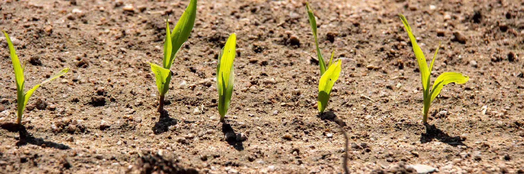 Read more about the article Vigor Plus