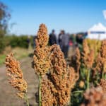 Dzień Sorgo RAGT - Tominy 2025