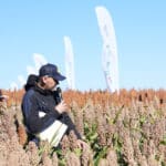 Dzień Sorgo RAGT - Tominy 2025