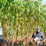 Dzień Sorgo RAGT - Tominy 2025