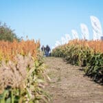 Dzień Sorgo RAGT - Tominy 2025