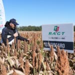 Dzień Sorgo RAGT - Tominy 2025