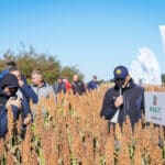 Dzień Sorgo RAGT - Tominy 2025