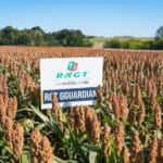 Dzień Sorgo RAGT - Tominy 2025