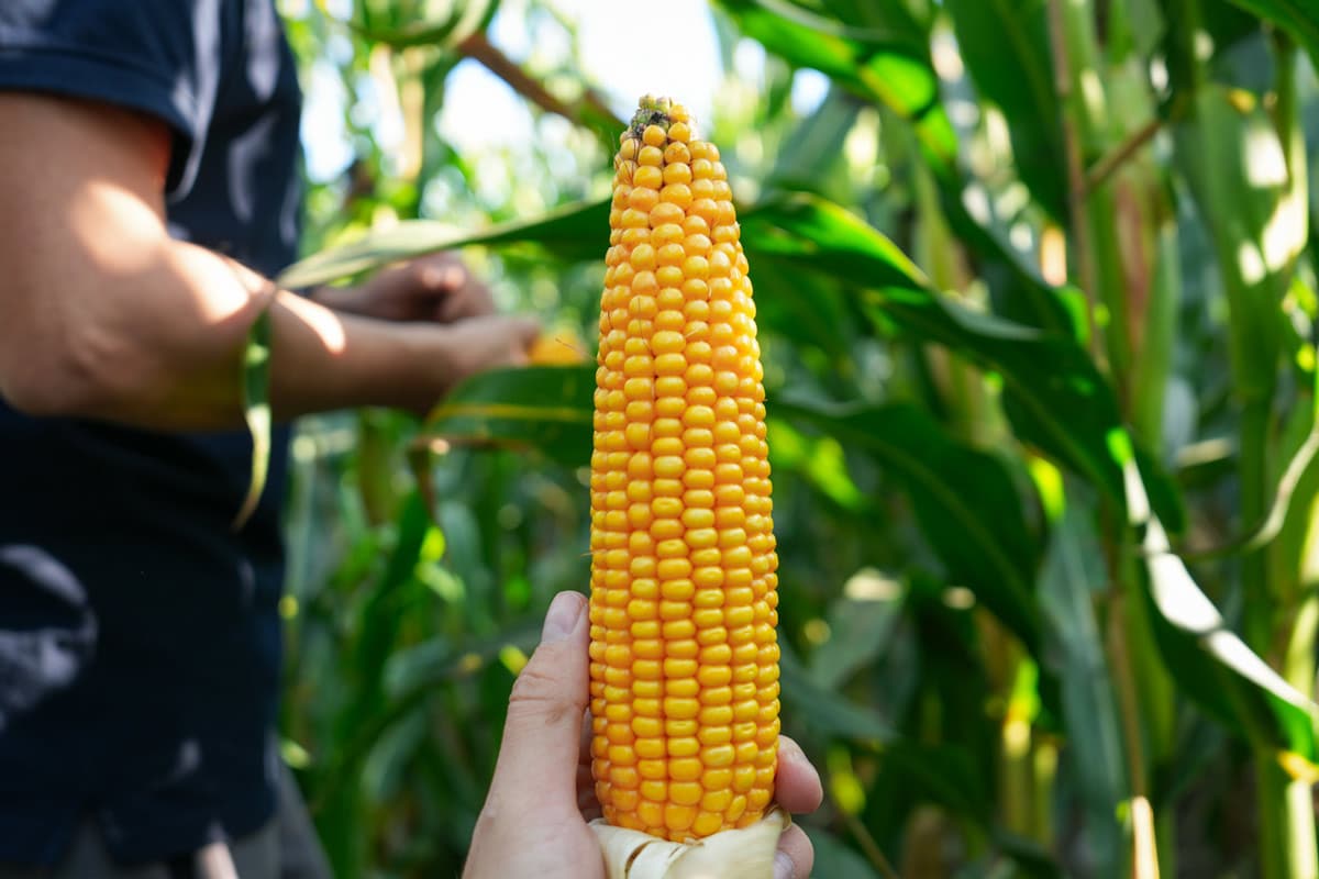 Kukurydza RGT Deixxel kukurydza na kiszonke RGT Deixxel nasiona kukurydzy RAGT na kiszonkę