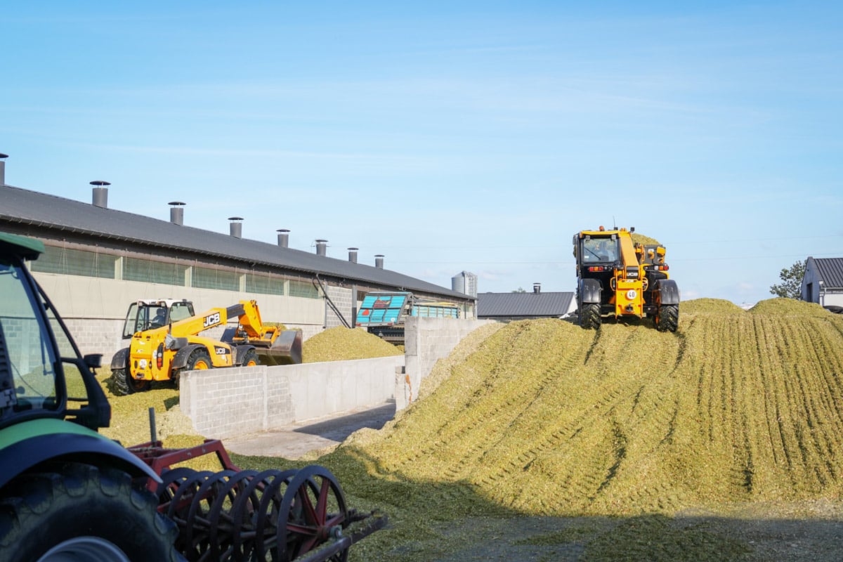 Kukurydza RGT Deixxel kukurydza na kiszonke RGT Deixxel nasiona kukurydzy RAGT na kiszonkę