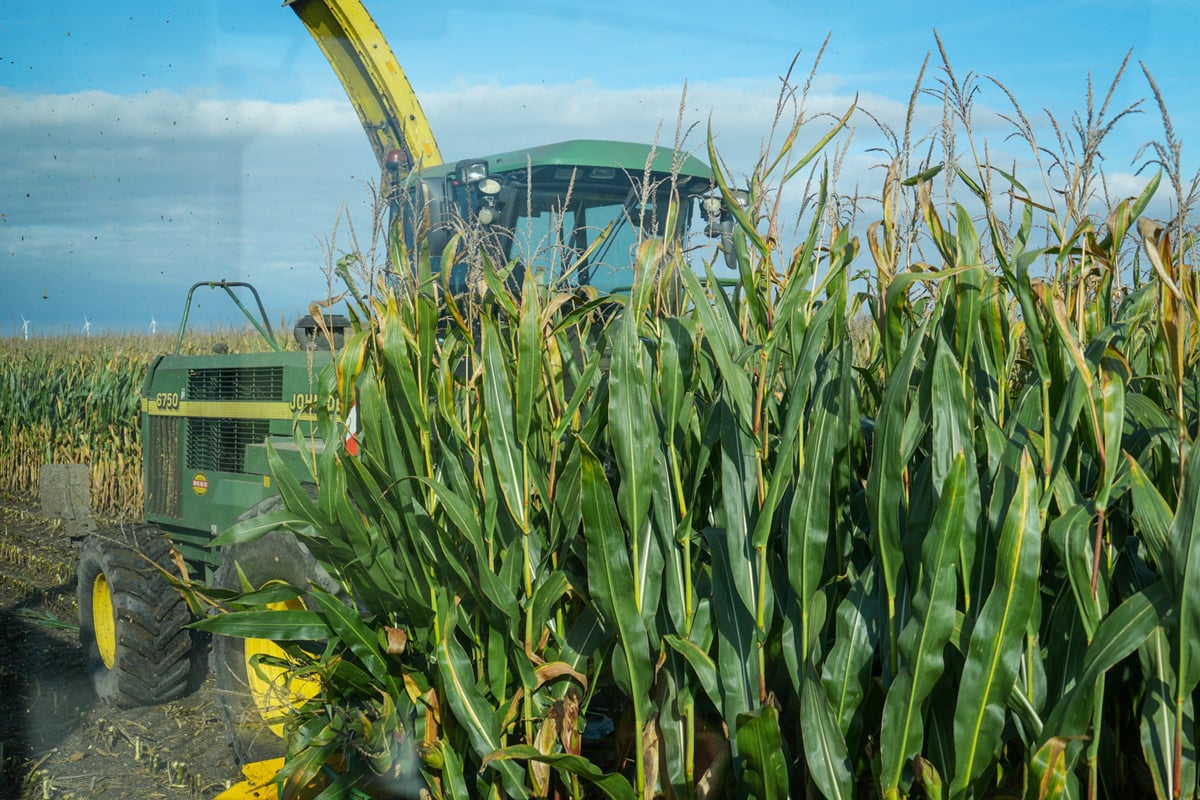 Kukurydza RGT Deixxel kukurydza na kiszonke RGT Deixxel nasiona kukurydzy RAGT na kiszonkę