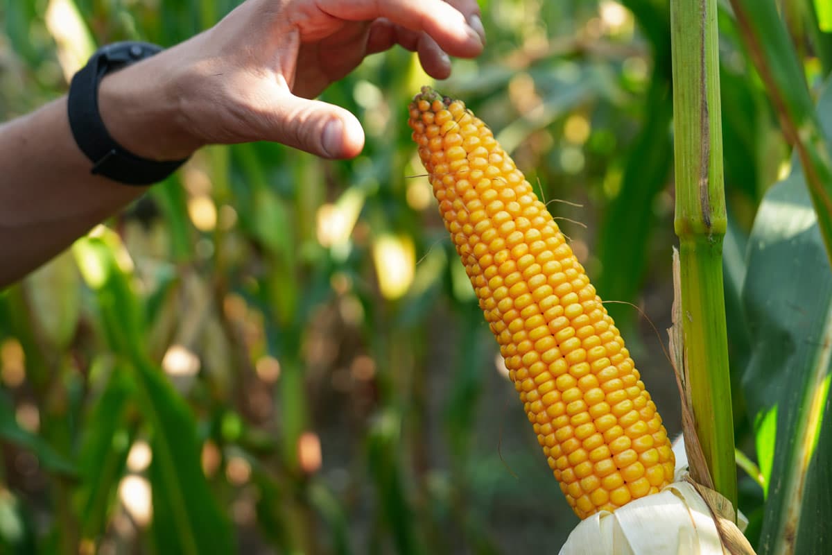 Kukurydza RGT Deixxel kukurydza na kiszonke RGT Deixxel nasiona kukurydzy RAGT na kiszonkę