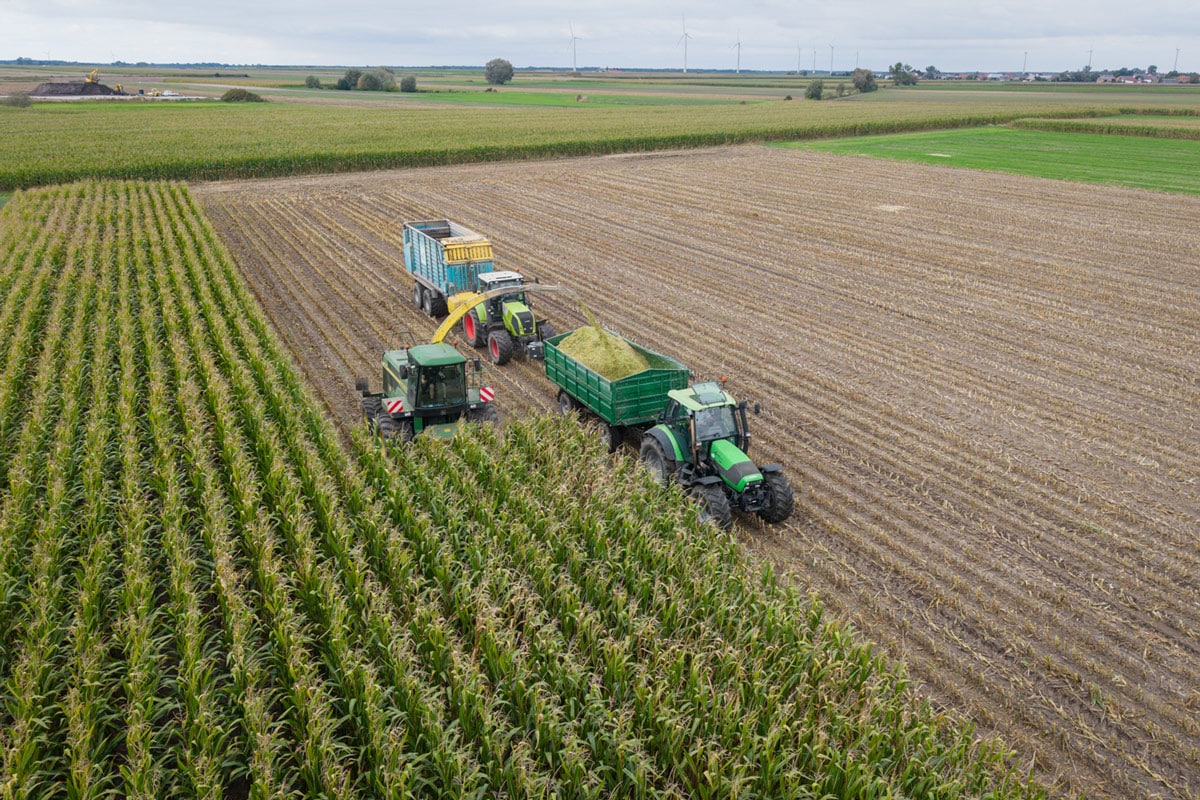 Kukurydza RGT Deixxel kukurydza na kiszonke RGT Deixxel nasiona kukurydzy RAGT na kiszonkę