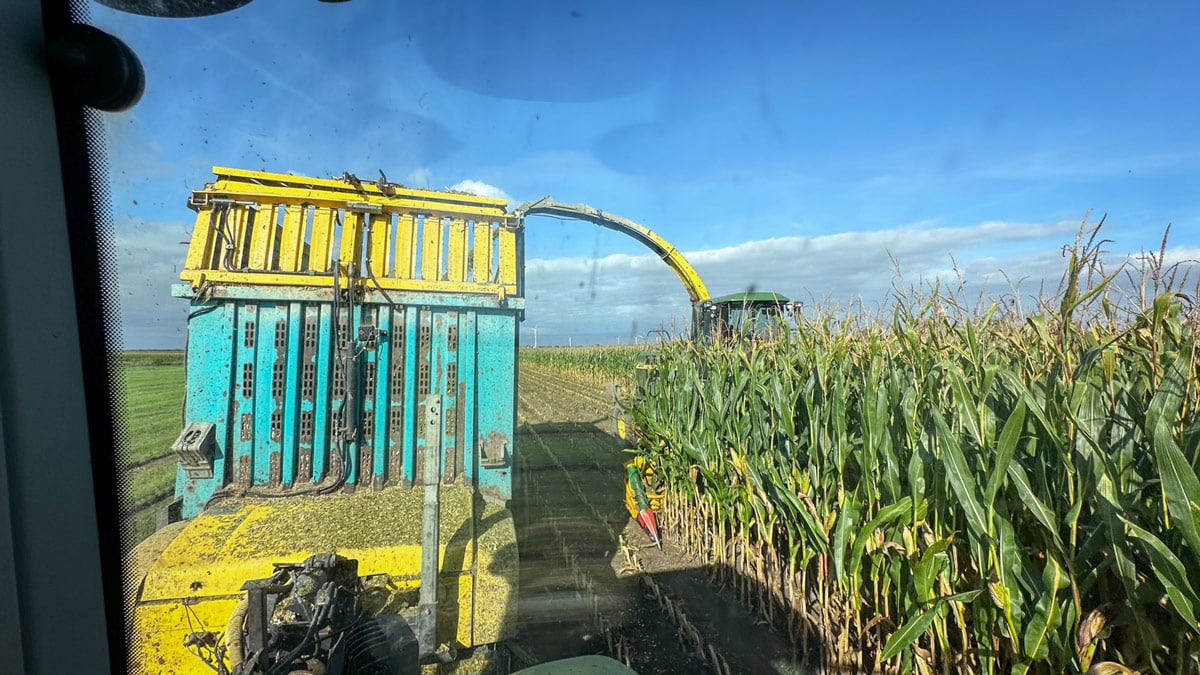 Kukurydza RGT Deixxel kukurydza na kiszonke RGT Deixxel nasiona kukurydzy RAGT na kiszonkę