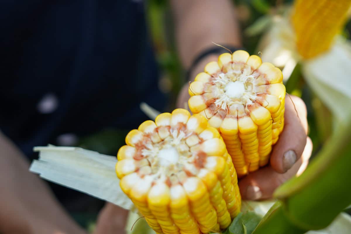 Kukurydza RGT Deixxel kukurydza na kiszonke RGT Deixxel nasiona kukurydzy RAGT na kiszonkę