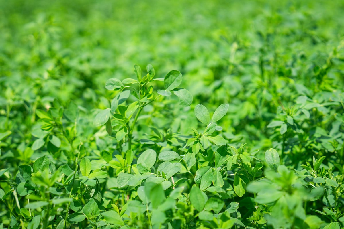 Lucerna RGT Dentelle lucerna otoczkowana nasiona do siewu RAGT