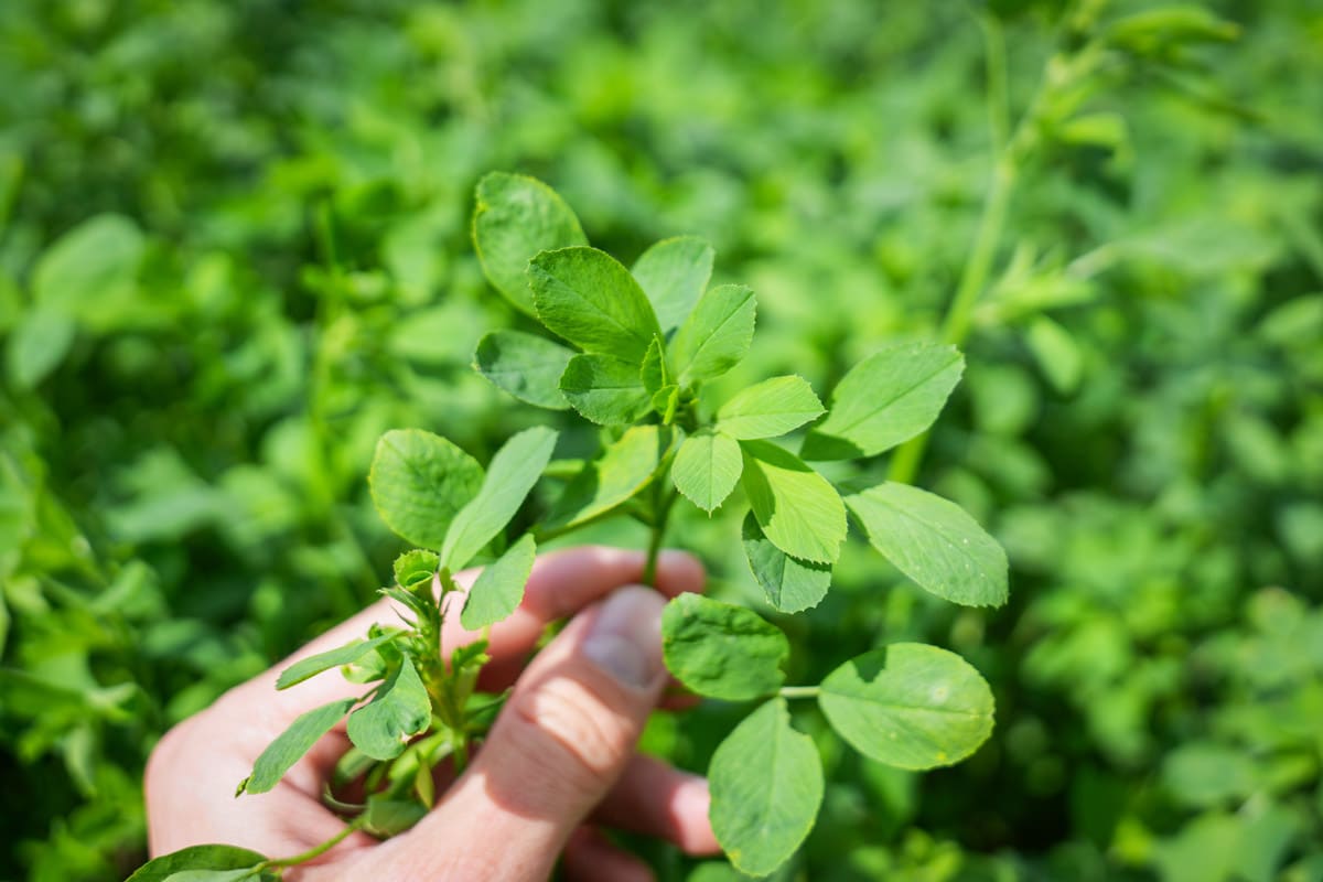 Lucerna RGT Dentelle lucerna otoczkowana nasiona do siewu RAGT