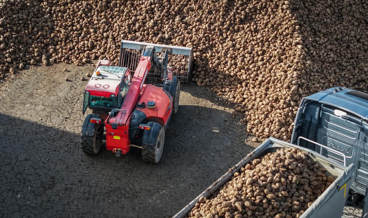 odmiany buraka cukrowego Strube