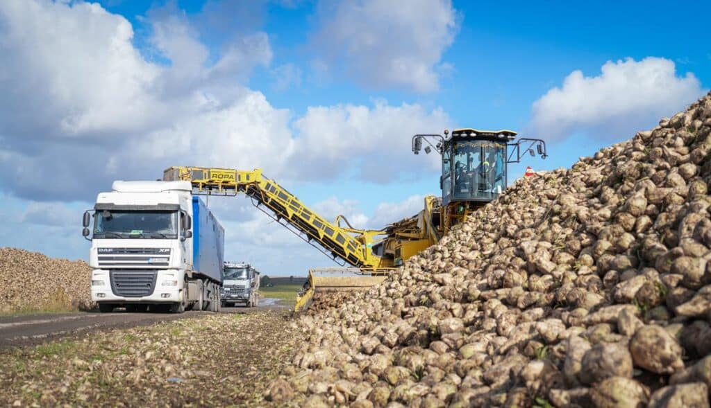 plony buraka cukrowego Strube nasiona buraka RAGT