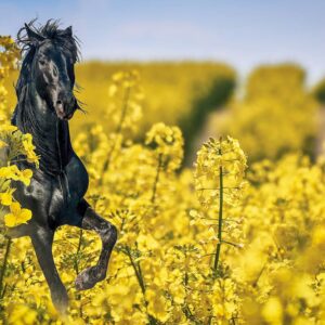 RGT Blackmillion