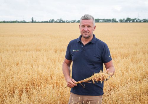 Owies ozimy RGT Southwark nasiona do siewu