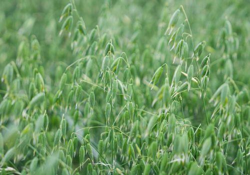 Owies ozimy RGT Southwark nasiona do siewu