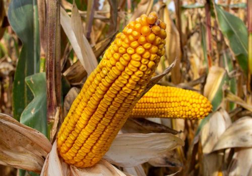 Kukurydza RGT Peterxxon na ziarno