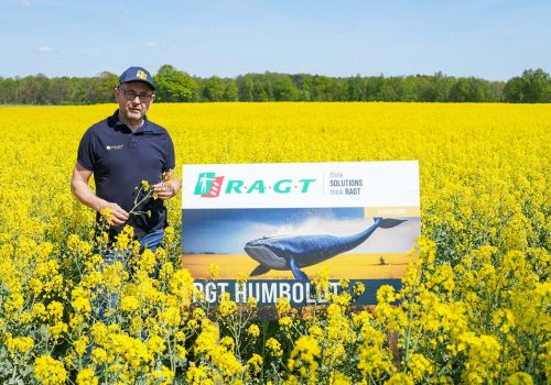 Rzepak RGT Humboldt nasiona do siewu rzepak ozimy RAGT