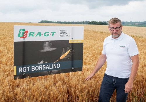 pszenica oścista rgt borsalino ragt nasiona