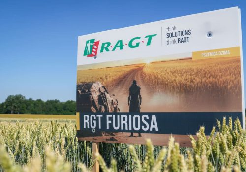 rgt furiosa pszenica furiosa pszenica furioza ragt