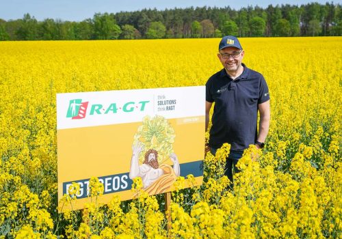 Rzepak RGT Ceos nasiona do siewu RAGT