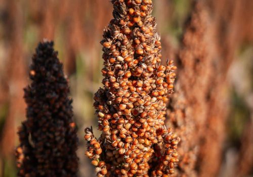 Sorgo RGT Fergguson na ziarno