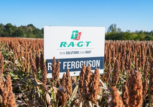 Sorgo RGT Fergguson na ziarno
