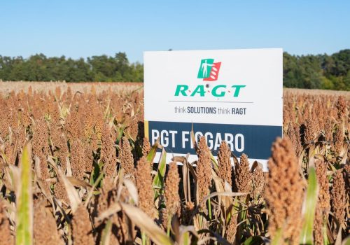 Sorgo RGT Figgaro
