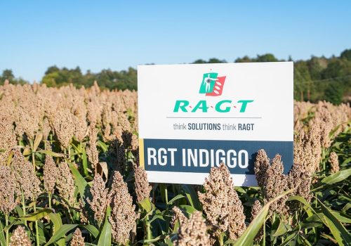 Sorgo RGT Indiggo