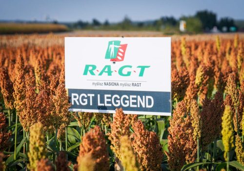 sorgo rgt leggend sorgo ziarnowe ragt
