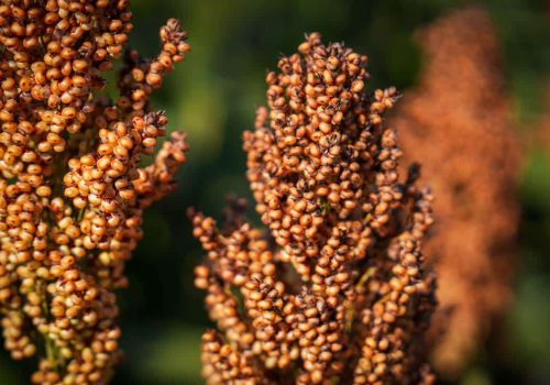 sorgo rgt leggend sorgo ziarnowe ragt