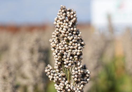 Sorgo RGT Icebergg nasiona sorgo RAGT Polska