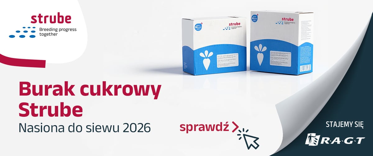 strube nasiona do siewu