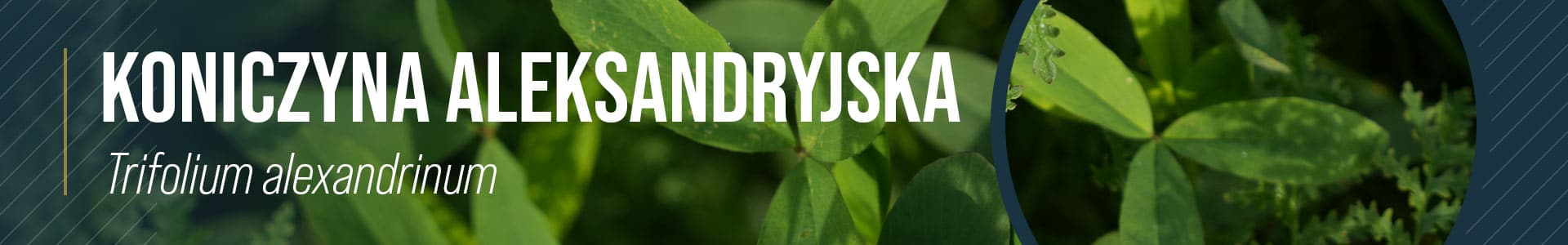 koniczyna aleksandryjska ragt
