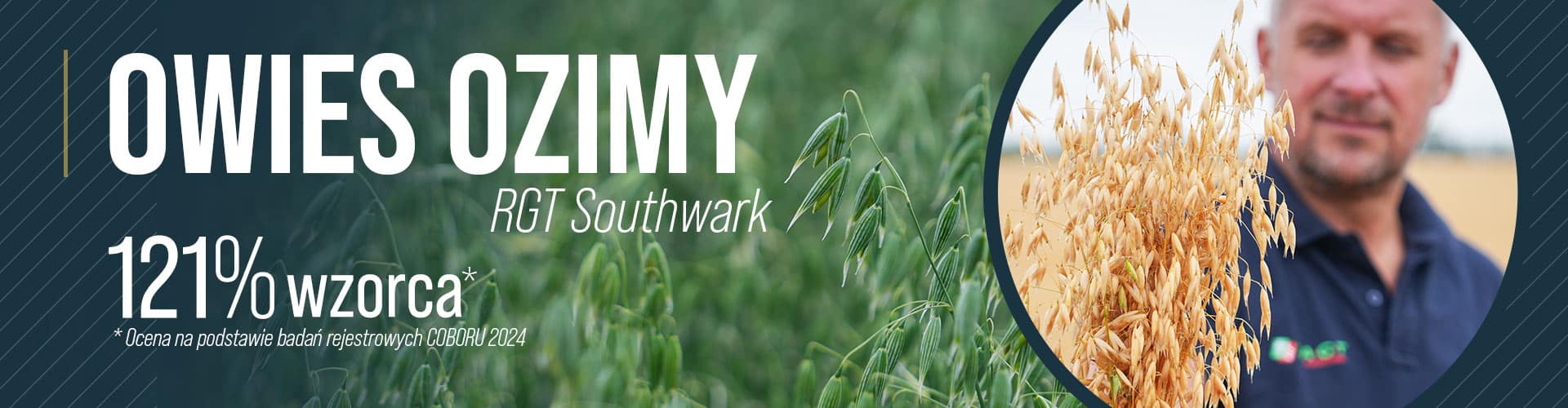 owies ozimy ragt nasiona owsa do siewu