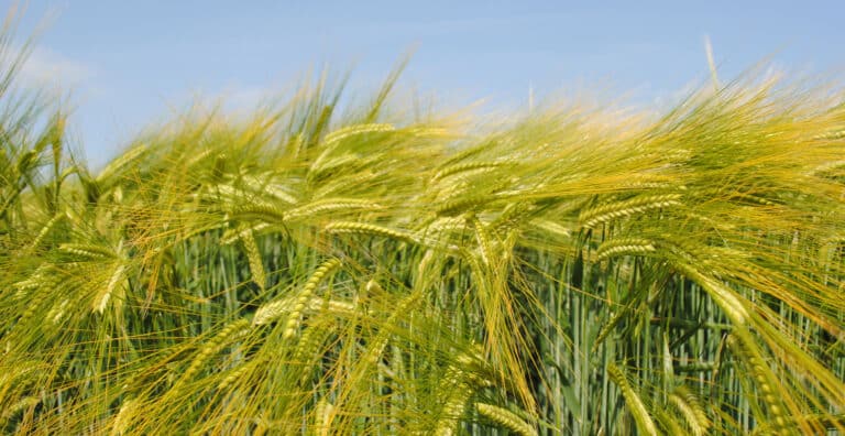 porozumienie RAGT i Syngenta przejecie jeczmien browarny