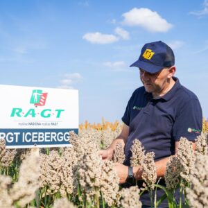 Sorgo RGT Icebergg nasiona sorgo RAGT Polska