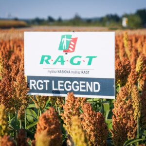 sorgo rgt leggend sorgo ziarnowe ragt